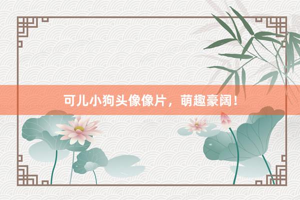 可儿小狗头像像片，萌趣豪阔！